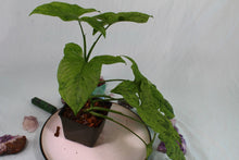 Load image into Gallery viewer, Variegated Syngonium Podophyllum Mojito Exact Plant Ships nationwide
