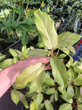 Load image into Gallery viewer, Philodendron Snowdrift Variegated 2.5" pot, Fedex 2day*
