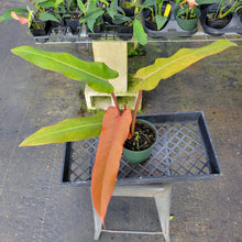 Load image into Gallery viewer, Philodendron Orange Marmalade, Exact Plant Ships Nationwide
