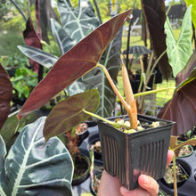 Load image into Gallery viewer, Alocasia Longiloba Grandis x Sanderiana 'Mark Campbell' 4" pot, Fedex 2day*
