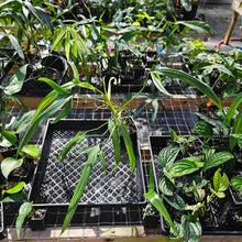 Load image into Gallery viewer, Philodendron Holtonianum, Exact Plant Ships Nationwide
