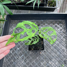 Load image into Gallery viewer, Monstera Obliqua Peru, Exact Plant Ships Nationwide
