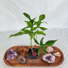 Load image into Gallery viewer, Philodendron Quercifolium x Pedatum 2.5&quot; Pot, Fedex 2 day*
