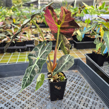 Load image into Gallery viewer, Alocasia Polly Snowflake Pink variegated exact plant, Fedex 2day*
