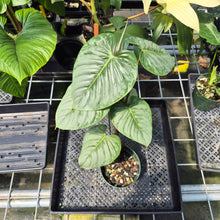 Load image into Gallery viewer, Philodendron Sodiroi True Form exact plant, Fedex 2day*
