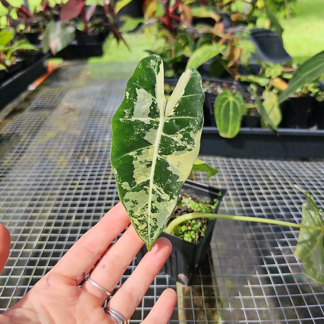 Alocasia Frydek, Exact Plant Variegated