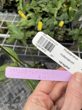 Load image into Gallery viewer, Philodendron Holtonianum Variegated exact plant, Fedex 2day*
