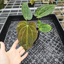 Load image into Gallery viewer, Anthurium Ace Of Spades X Papillilaminum, Exact Plant Ships Nationwide
