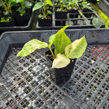 Load image into Gallery viewer, Zamioculcas Zamiifolia Wild Form ZZ, Exact Plant Variegated Ships Nationwide
