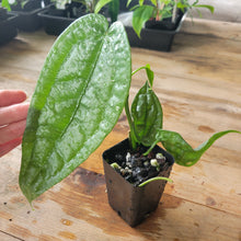 Load image into Gallery viewer, Anthurium Sp. Limon, Exact Plant Ships Nationwide
