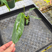Load image into Gallery viewer, Philodendron Patriciae, Exact Plant Ships Nationwide
