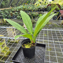 Load image into Gallery viewer, Philodendron Campii Lynette, XL, Exact Plant
