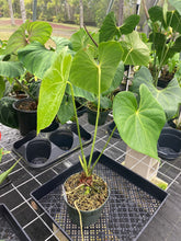 Load image into Gallery viewer, Anthurium Faustomirandae, Faustino&#39;S Giant, Exact Plant Ships Nationwide
