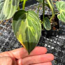 Load image into Gallery viewer, Philodendron Melanochrysum Variegated 2.5" pot, Fedex 2day*
