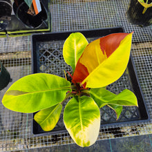 Load image into Gallery viewer, Philodendron Red Moon. not Yellow Flame, Exact Plant Variegated
