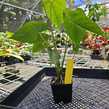 Load image into Gallery viewer, Anthurium Veronica, green, speckled, Exact Plant
