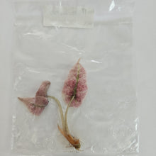 Load image into Gallery viewer, Alocasia Polly Mint Pink variegated tissue culture 2DayAir
