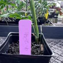 Load image into Gallery viewer, Monstera Obliqua Peru, Exact Plant Ships Nationwide
