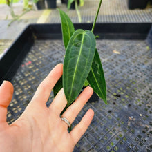 Load image into Gallery viewer, Anthurium Warocqueanum, Queen, Exact Plant Ships Nationwide
