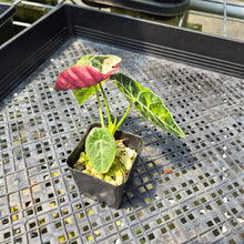 Load image into Gallery viewer, Alocasia Watsoniana Albo Pink variegated exact plant, Fedex 2day*
