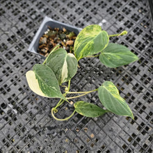 Load image into Gallery viewer, Philodendron Hederaceum Micans Aurea, Exact Plant Variegated Ships Nationwide
