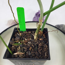 Load image into Gallery viewer, Philodendron Jerry Horne, Exact Plant Ships Nationwide
