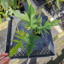 Load image into Gallery viewer, Philodendron Florida Beauty X Tortum, Exact Plant Variegated Ships Nationwide
