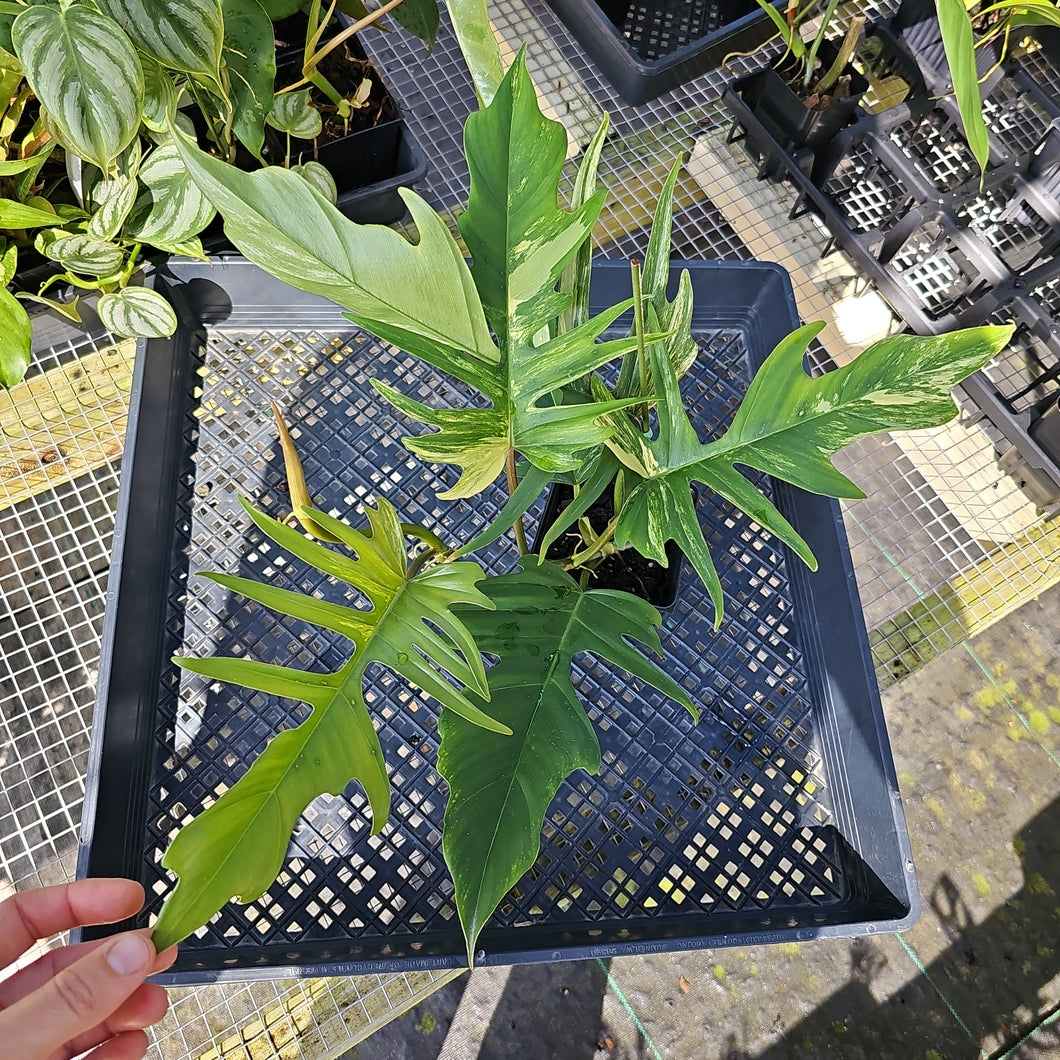 Philodendron Florida Beauty X Tortum, Exact Plant Variegated Ships Nationwide