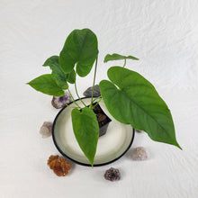 Load image into Gallery viewer, Anthurium Balaoanum &quot;Dussii&quot;, Exact Plant Ships Nationwide
