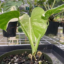 Load image into Gallery viewer, Monstera Borsigiana Albo Deliciosa, Exact Plant Variegated

