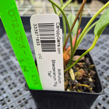 Load image into Gallery viewer, Anthurium Scherzerianum "Pig Tail", Exact Plant Ships Nationwide
