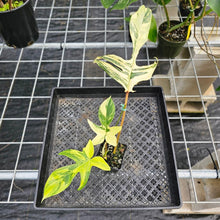 Load image into Gallery viewer, Philodendron Florida Beauty, Exact Plant Variegated Ships Nationwide
