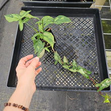 Load image into Gallery viewer, Syngonium Red Spot Tricolor, Exact Plant Variegated Ships Nationwide
