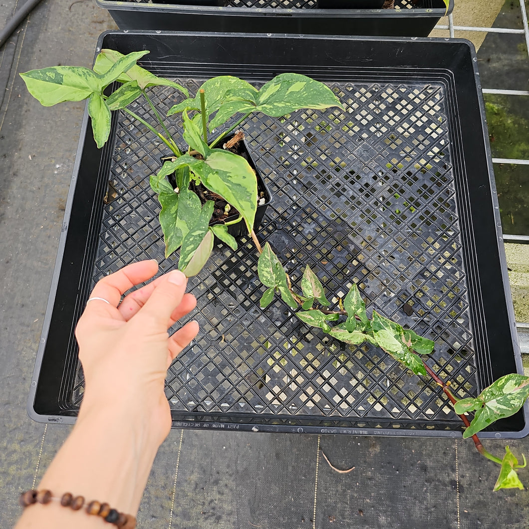 Syngonium Red Spot Tricolor, Exact Plant Variegated Ships Nationwide