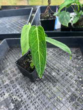 Load image into Gallery viewer, Anthurium Cirinoi, Exact Plant Ships Nationwide
