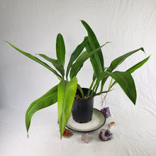 Load image into Gallery viewer, Monstera Lechleriana , Exact Plant Variegated triple top plant pot
