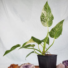 Load image into Gallery viewer, Scindapsus Silver Lady 6&quot; pot, Fedex 2 day*
