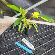 Load image into Gallery viewer, Philodendron Florida Beauty, Exact Plant Variegated Ships Nationwide
