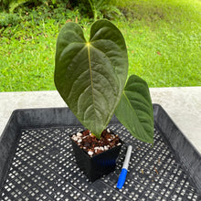Load image into Gallery viewer, Anthurium Moodeanum x Veitchii, exact plant, Fedex 2day*
