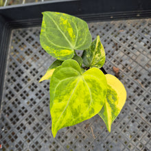 Load image into Gallery viewer, Anthurium Clarinervium Variegated exact plant, Fedex 2day*
