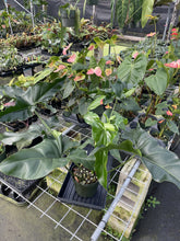 Load image into Gallery viewer, Philodendron Thaumatophyllum Goeldii X Selloum "African Fantasy exact plant, Fedex 2day*
