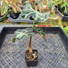 Load image into Gallery viewer, alocasia venom Exact Plant Ships Nationwide
