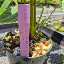 Load image into Gallery viewer, Anthurium Moodeanum x Veitchii, exact plant, Fedex 2day*
