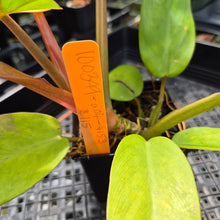 Load image into Gallery viewer, Philodendron Jungle Fever , Exact Plant Variegated Ships Nationwide

