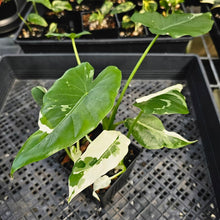 Load image into Gallery viewer, Alocasia Odora, Okinawa Silver, Exact Plant Variegated Triple plant Ships Nationwide
