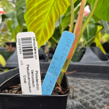 Load image into Gallery viewer, Philodendron Verrucosum Pseudoverrucosum Croat , Exact Plant Ships Nationwide
