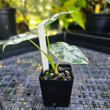 Load image into Gallery viewer, Alocasia Frydek, Exact Plant Variegated
