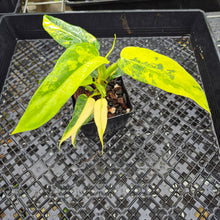 Load image into Gallery viewer, Philodendron Domesticum, Exact Plant Variegated Ships Nationwide
