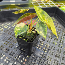 Load image into Gallery viewer, Alocasia Sedenii Aurea Variegated, Exact Plant Ships Nationwide
