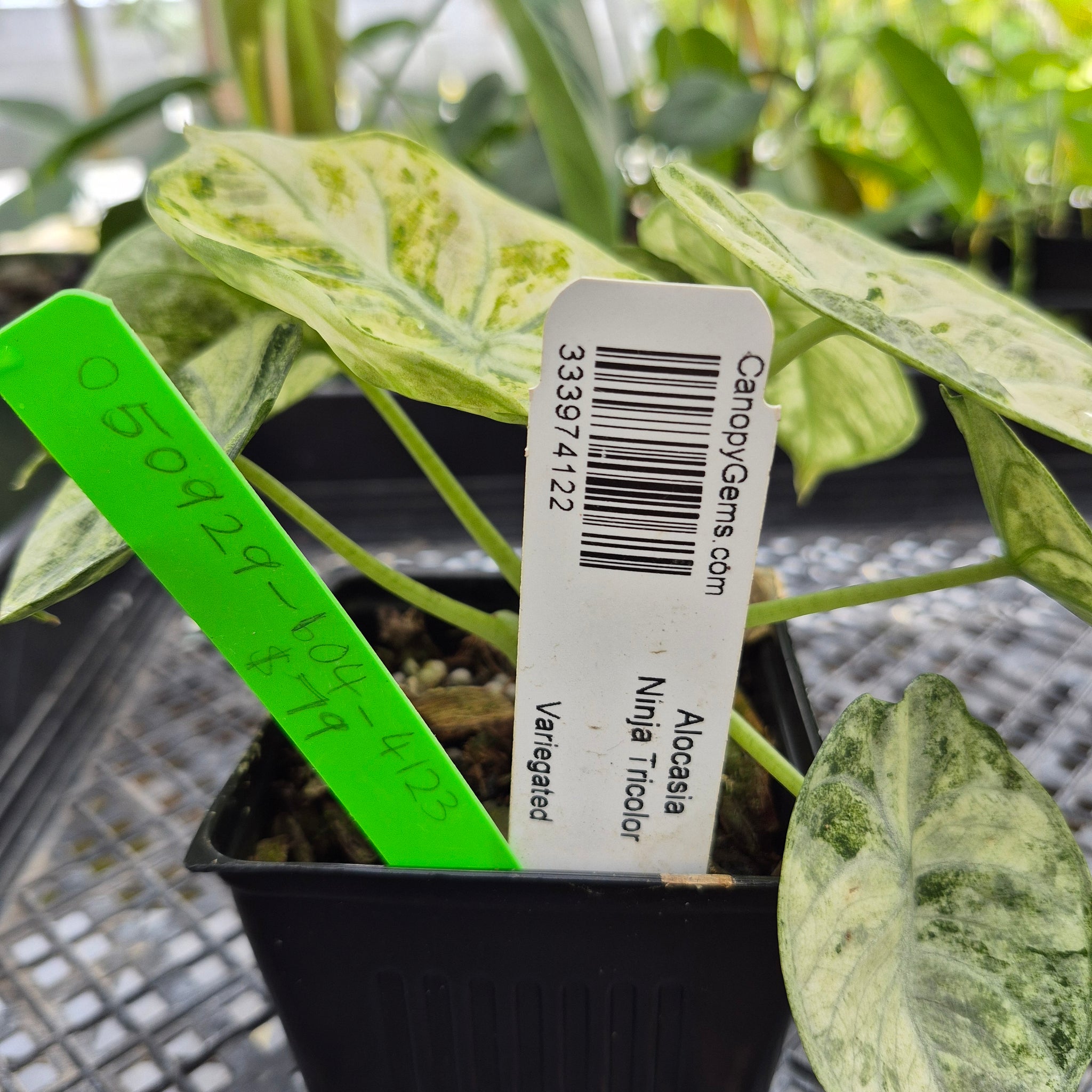 Alocasia Ninja Tricolor, Exact Plant Variegated Ships Nationwide